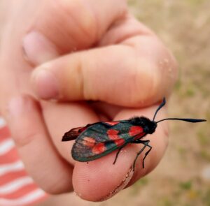 Black moth with red spotted wings resting on child's finger