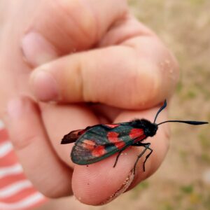 Black moth with red spotted wings resting on child's finger