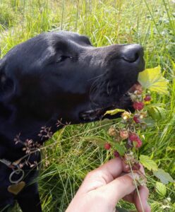 Berry the dog eating some foraged raspberries