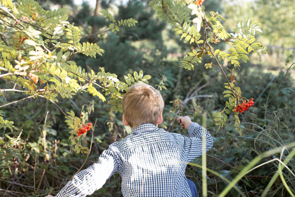 Child foraging for raspberries in the woods